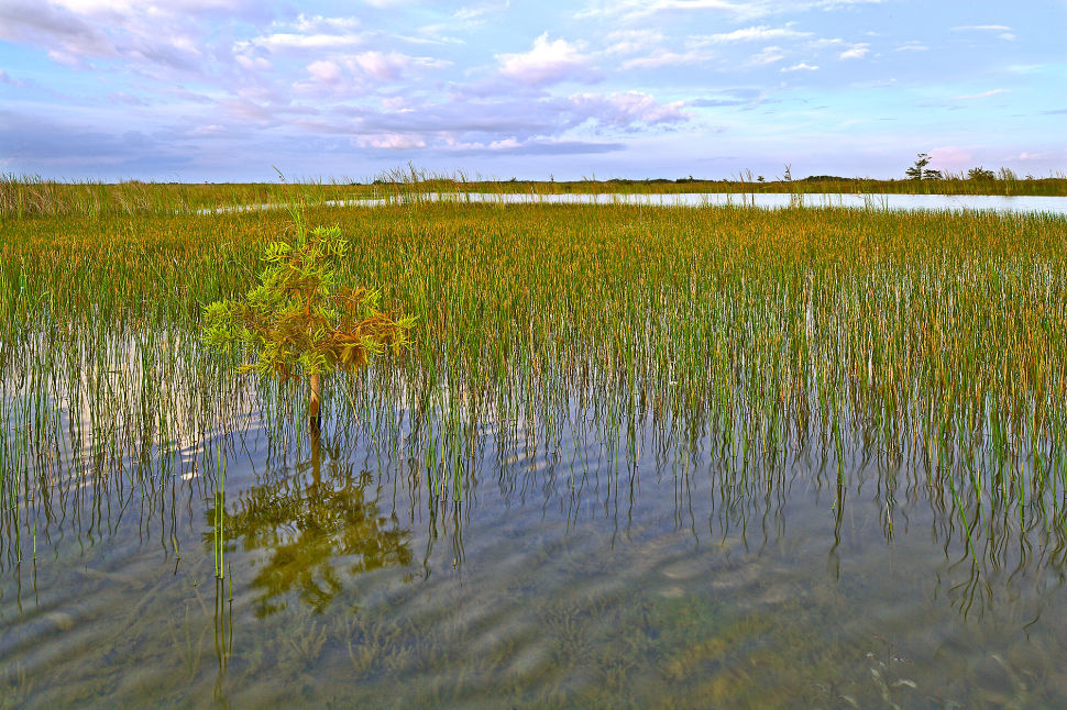 Fresh Water Marl Prairie ENP